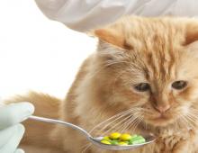 Какие витамины давать кошке
