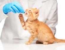 Противоглистный препарат Прател для кошек: инструкция по применению