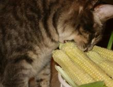 Кукуруза кошкам: можно ли давать, польза и вред