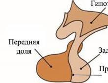 Гипофиз: источники развития, строение, тканевой и клеточный состав адено- и нейрогипофиза, их функциональная характеристика