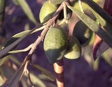 Маслина европейская или оливковое дерево