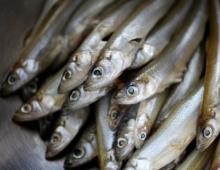 Корюшка рыба: свойства, польза и вред, калорийность