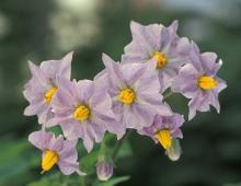 Картофель обыкновенный (Solanum tuberosum L