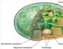 Структура хлоропласта и процесс фотосинтеза В какой ткани содержатся хлоропласты