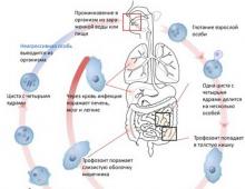 Простейшие паразиты: виды, чем они опасны, профилактика